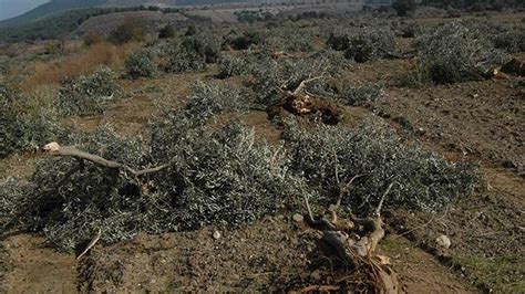 K­o­l­i­n­ ­Ş­i­r­k­e­t­i­ ­­A­ğ­a­ç­ ­K­a­t­l­i­a­m­ı­­n­ı­ ­S­a­v­u­n­d­u­:­ ­H­e­r­ ­Ş­e­y­ ­H­u­k­u­k­a­ ­U­y­g­u­n­